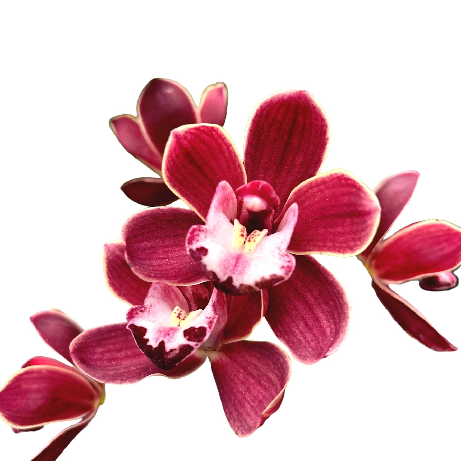 Cymbidium Fido (pendente)