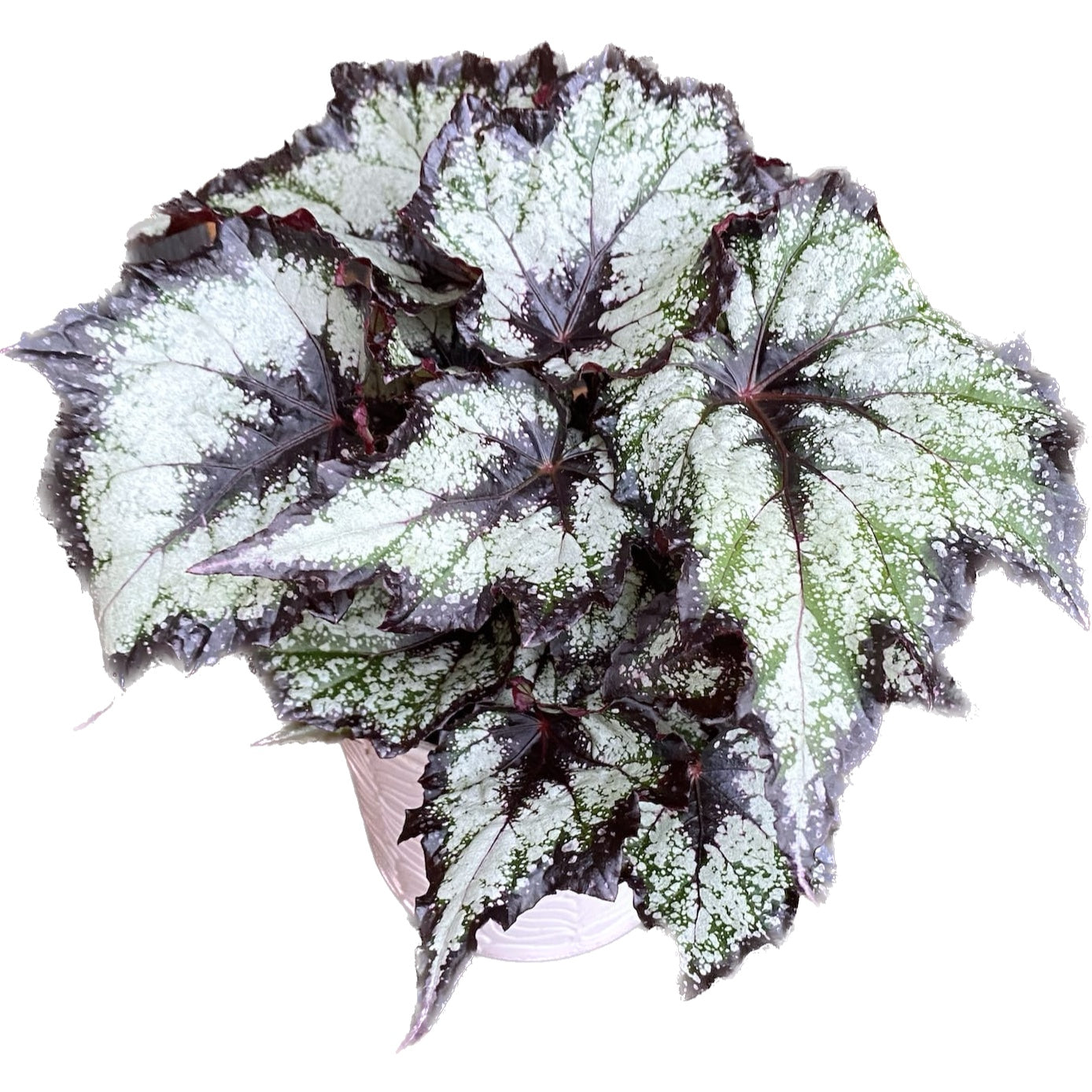 Begonia 'Green Valley'