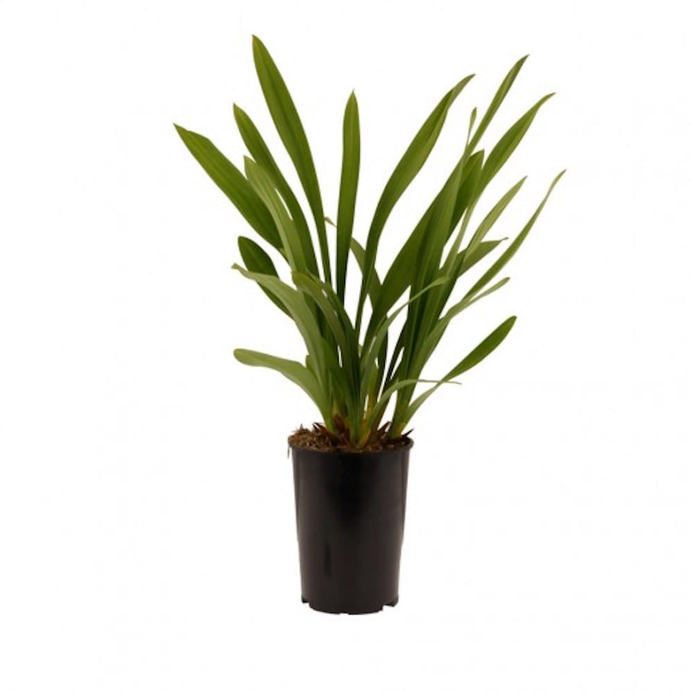 Cymbidium Fido (pendente)