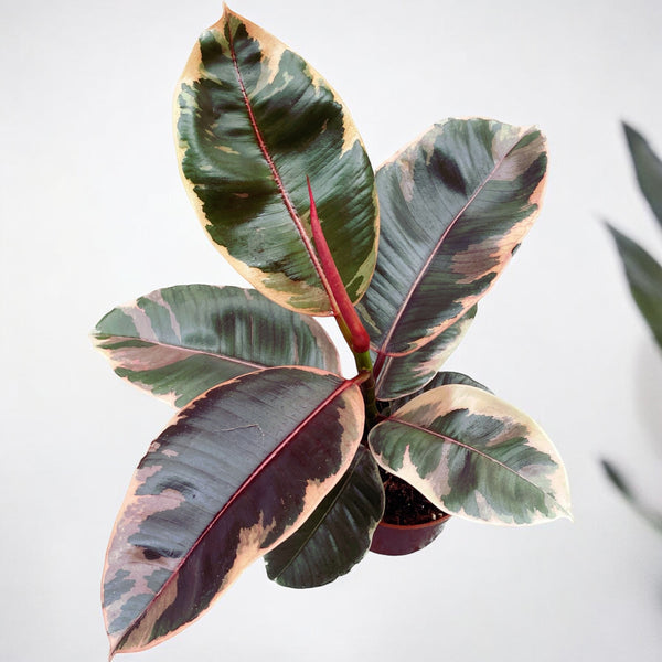 Ficus elastica Belize (Ruby) - leaves in 3 colors