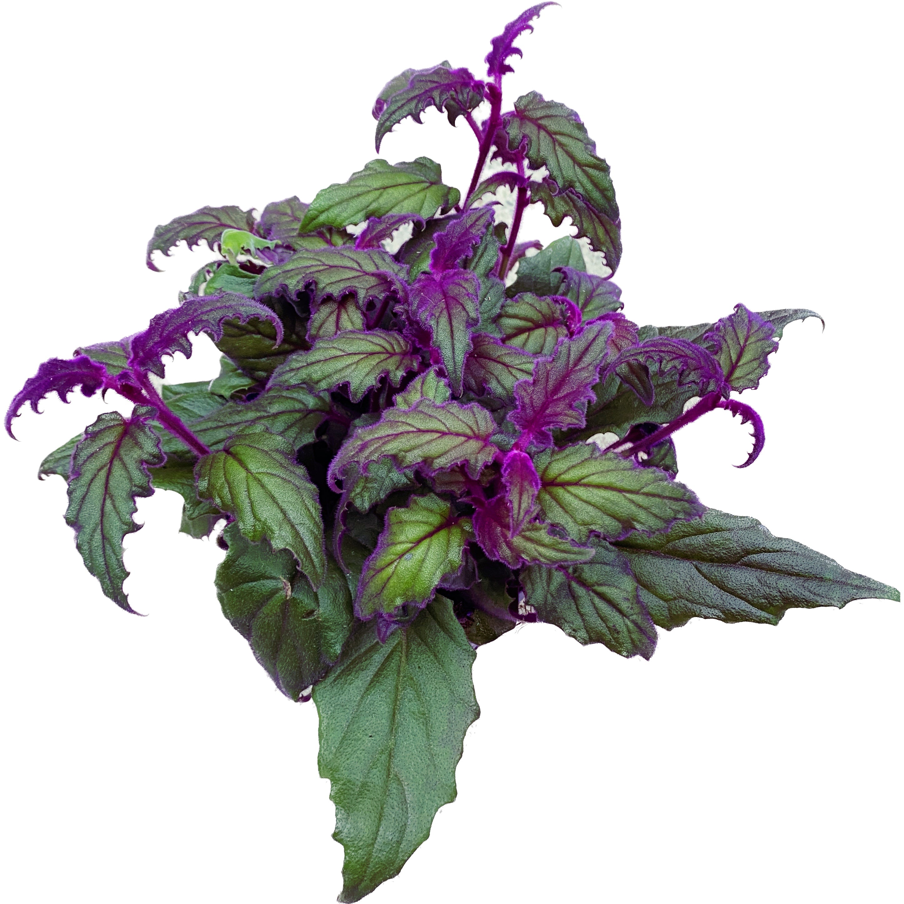Gynura aurantiaca 'Purple Passion' (planta cu frunze de catifea) - 5pp