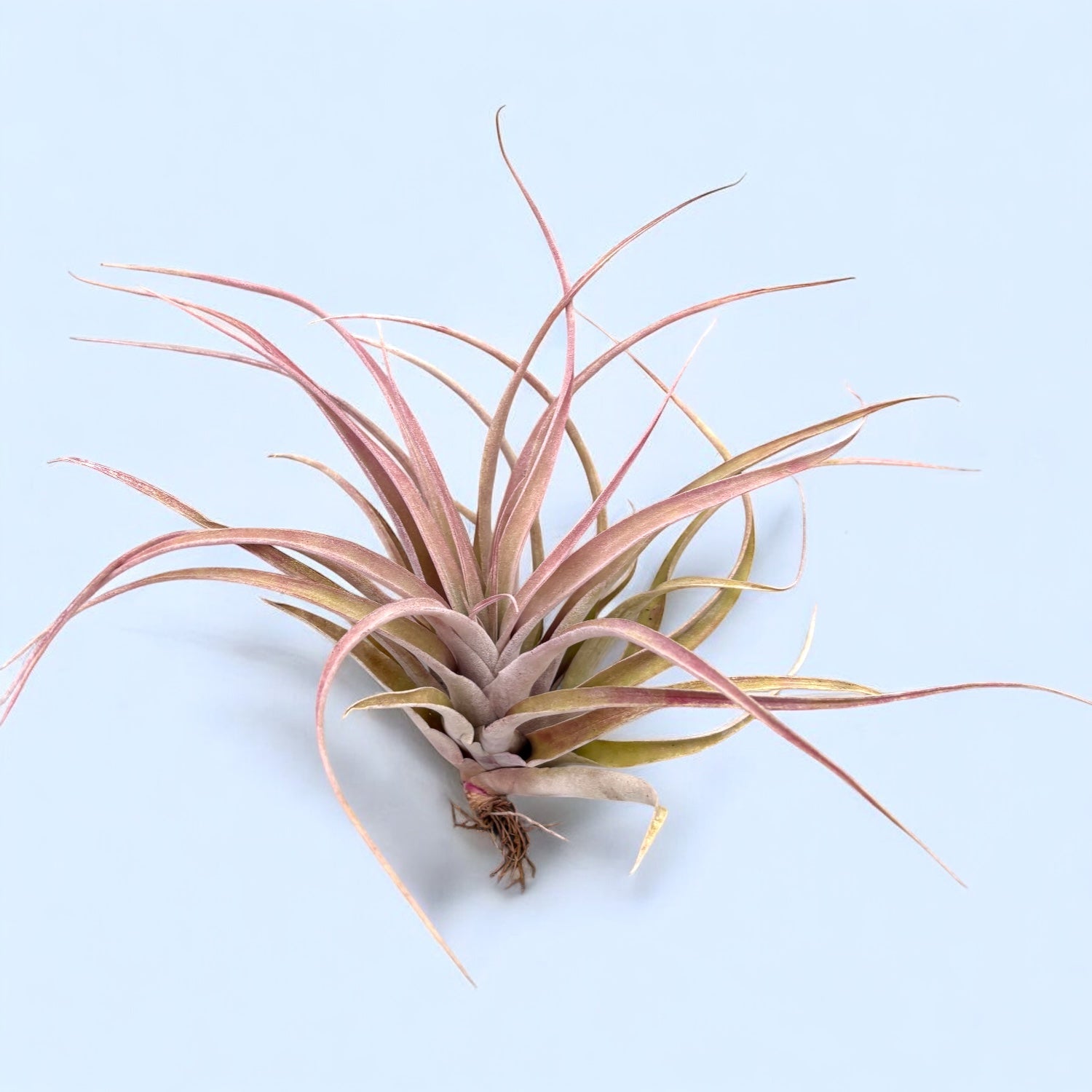Planta aerofita Tillandsia Capitata Rubra XL