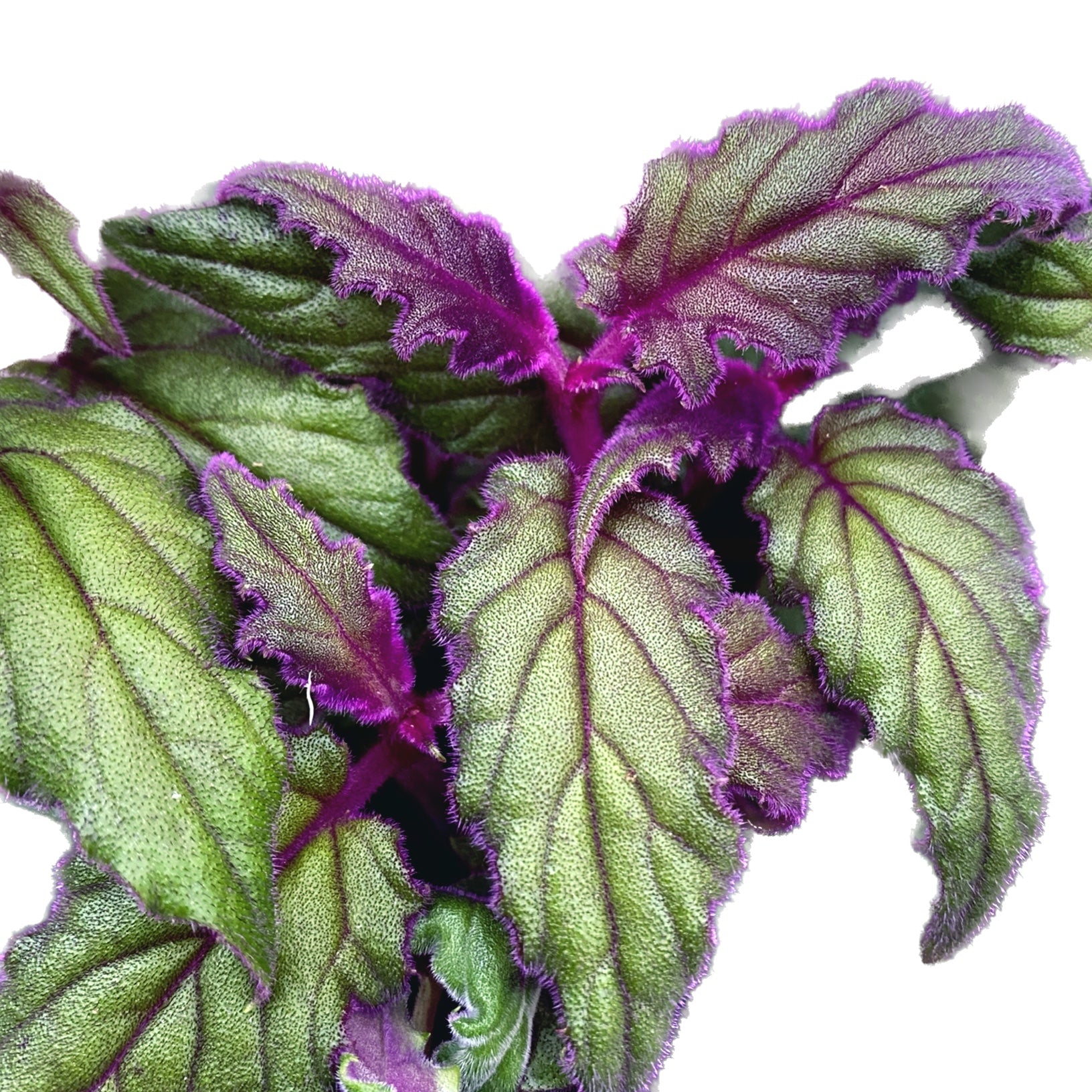 Gynura aurantiaca 'Purple Passion' (planta cu frunze de catifea) - 5pp