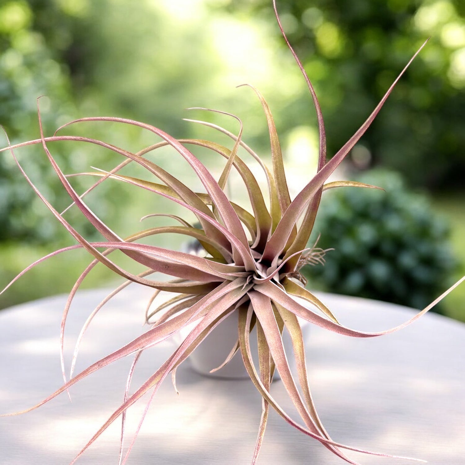 Planta aerofita Tillandsia Capitata Rubra XL