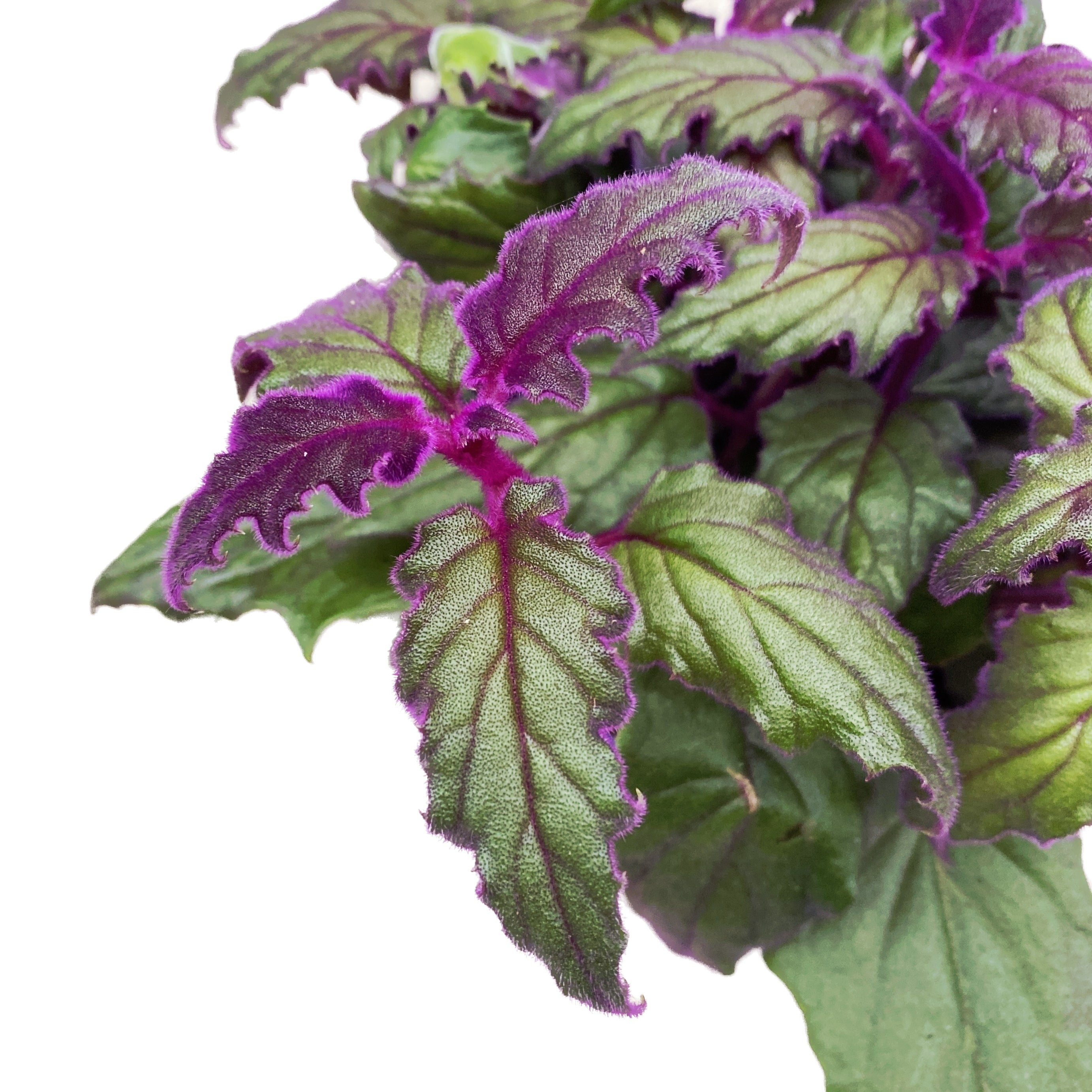 Gynura aurantiaca 'Purple Passion' (planta cu frunze de catifea) - 5pp