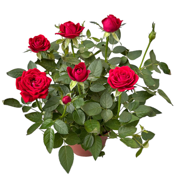 Trandafiri pitici Rosa Red - flori rosii 3pp