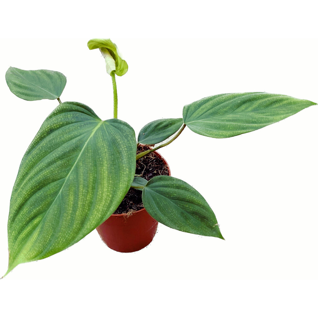 Philodendron nangaritense (Philodendron sp. Fuzzy Petiole) D12