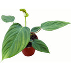 Philodendron nangaritense (Philodendron sp. Fuzzy Petiole) D12