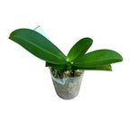 Phalaenopsis Fong Tien's Amapearl 'Cone Pearl CL913G'