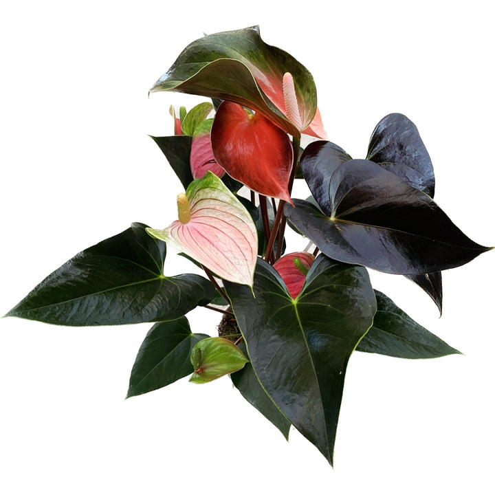 Anthurium Rainbow Champion