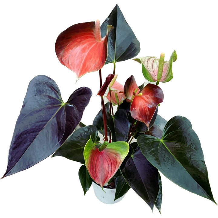 Anthurium Rainbow Champion