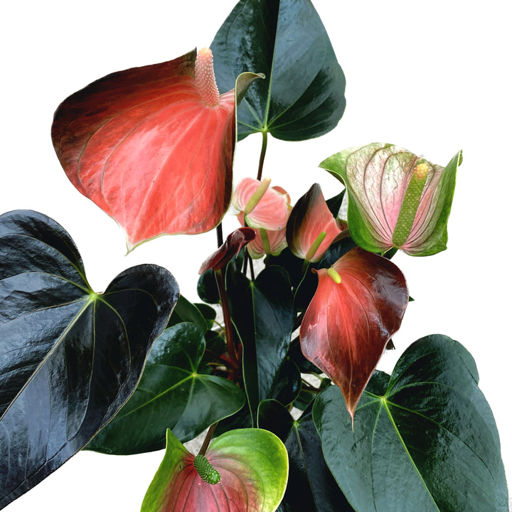 Anthurium Rainbow Champion