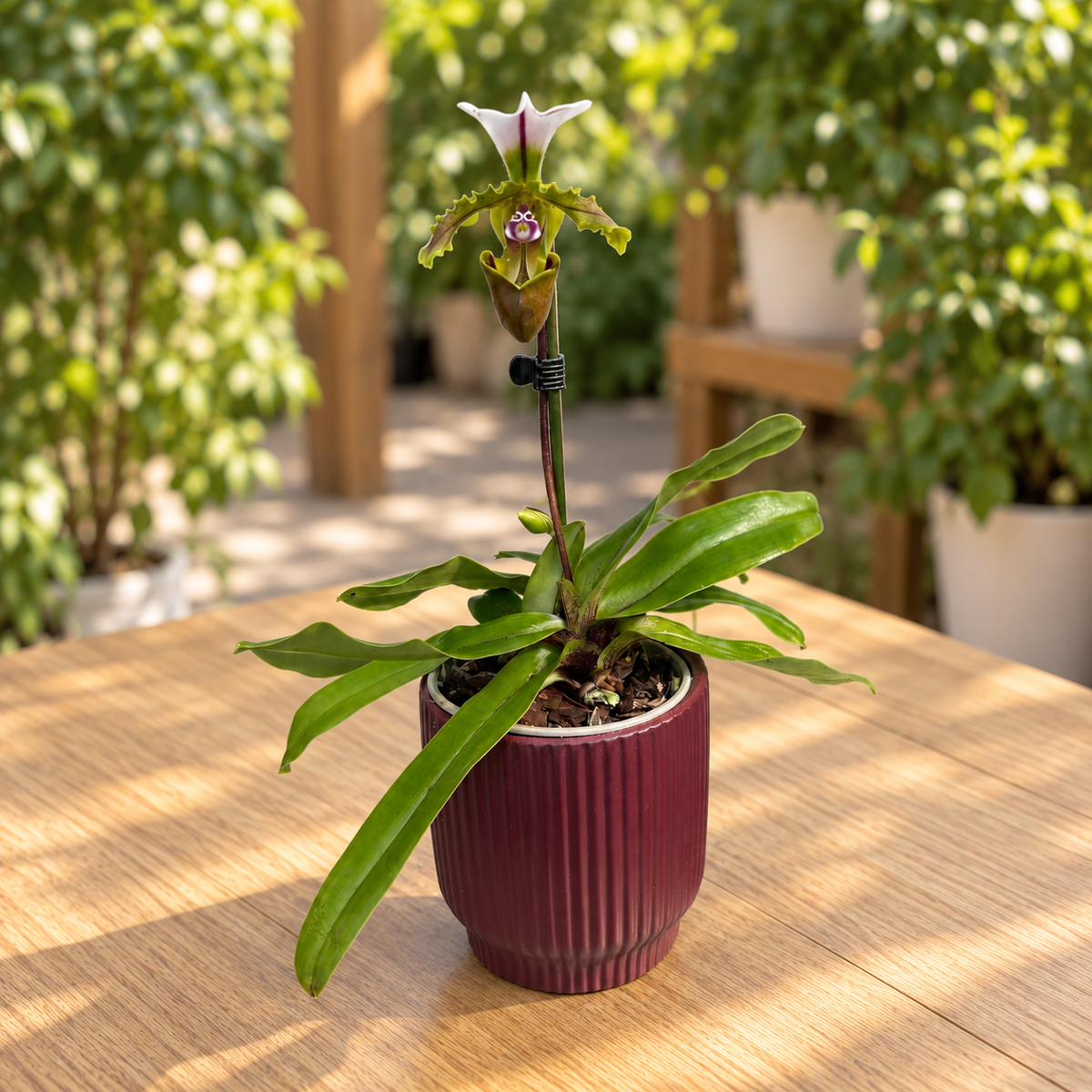 Paphiopedilum spicerianum (Milano)