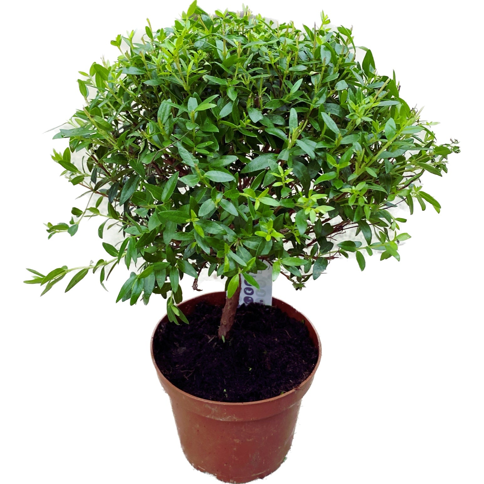 Myrta v květináči (Myrtus Communis)