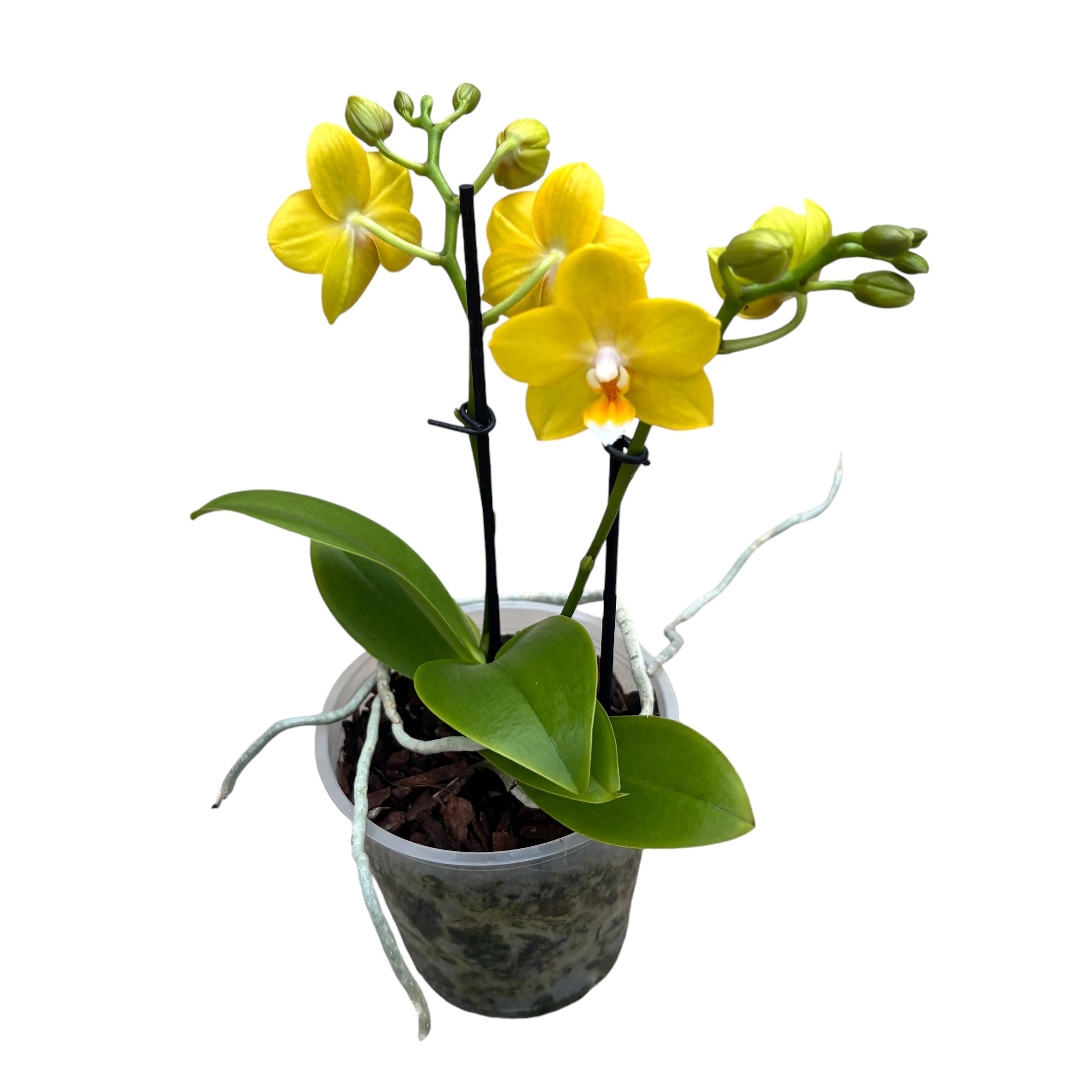 Phalaenopsis Hwu-Ann Golden 'Taida Honey'