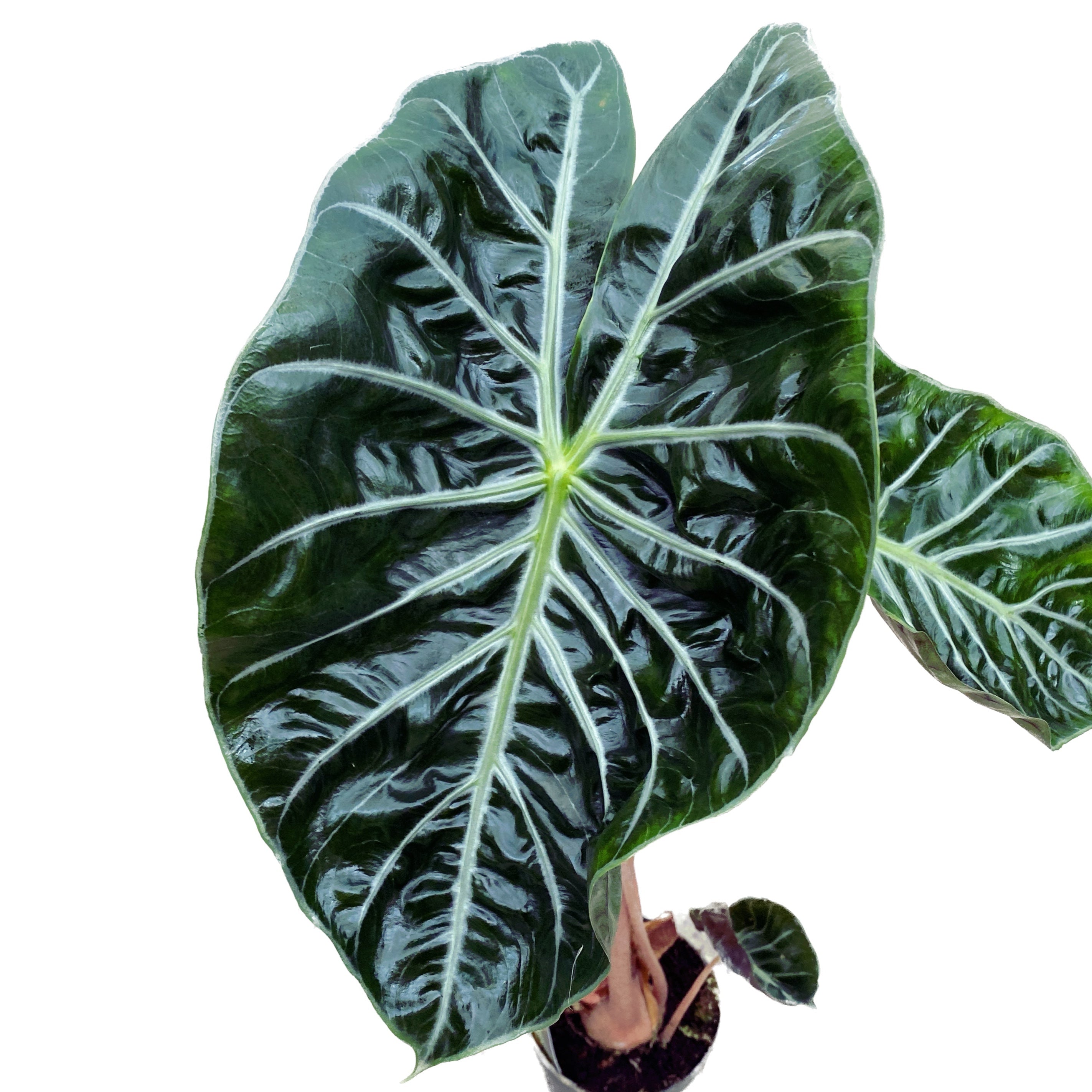 Alocasia baginda 'Pink Dragon'