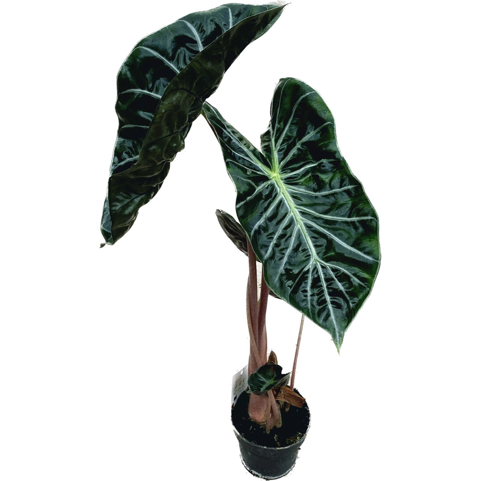 Alocasia baginda 'Pink Dragon'