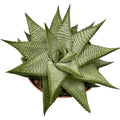 Haworthia Limifolia