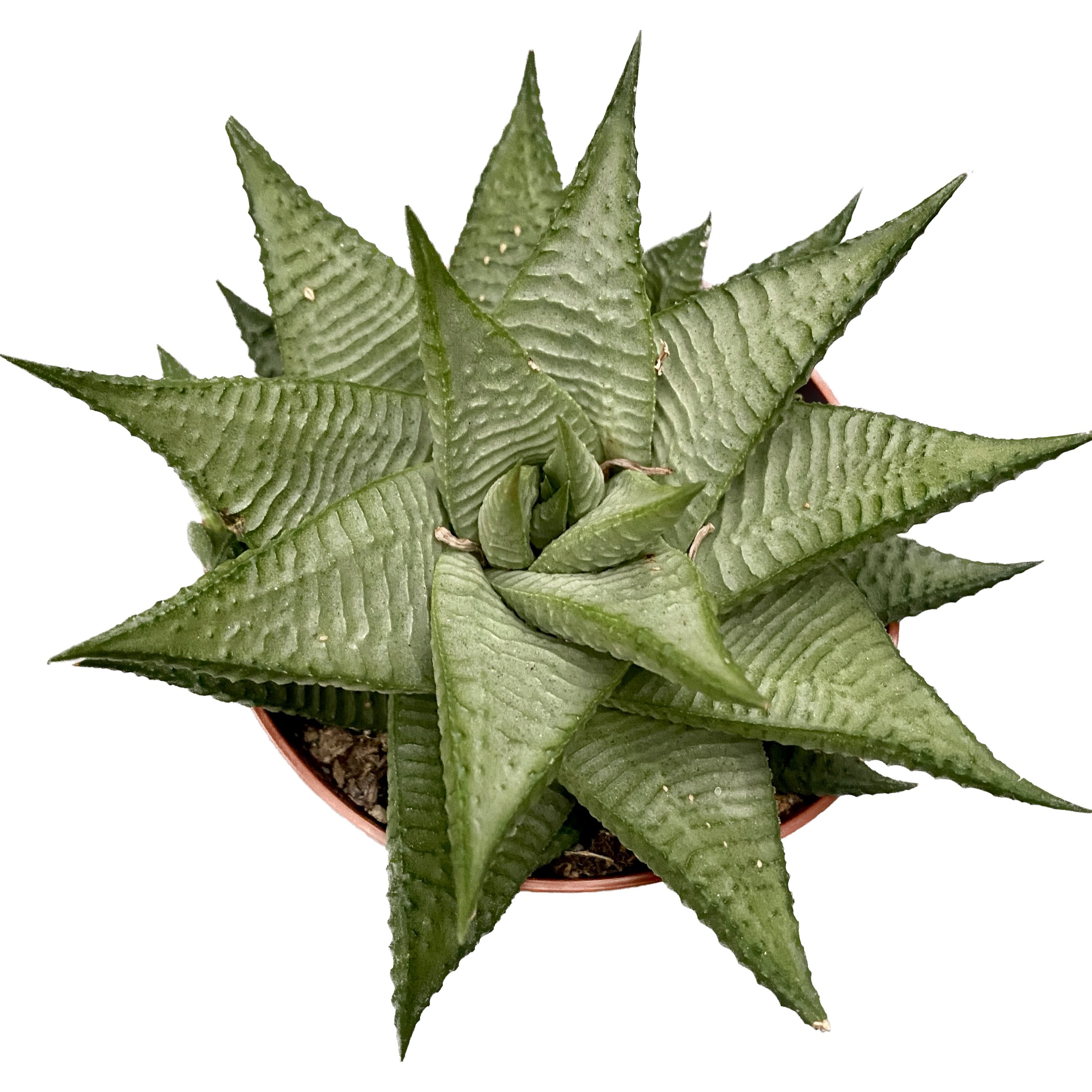 Haworthia Limifolia