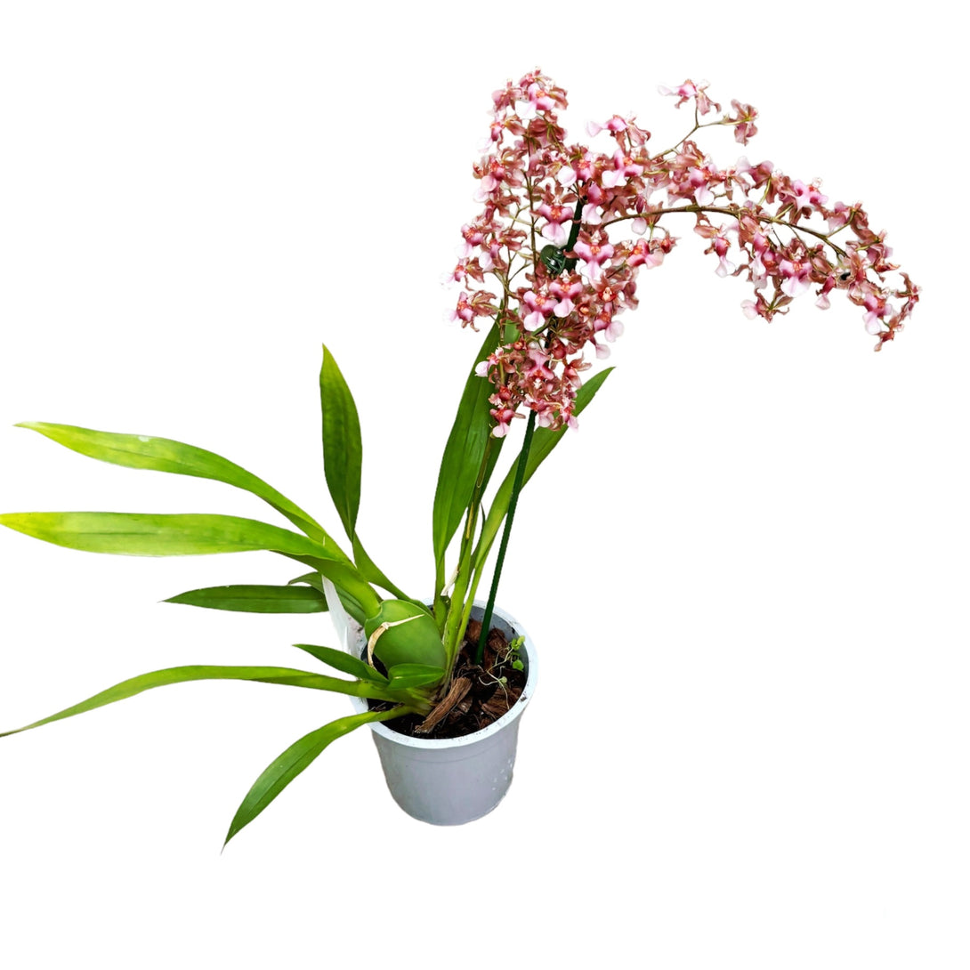 Oncidium Rosy Sunset