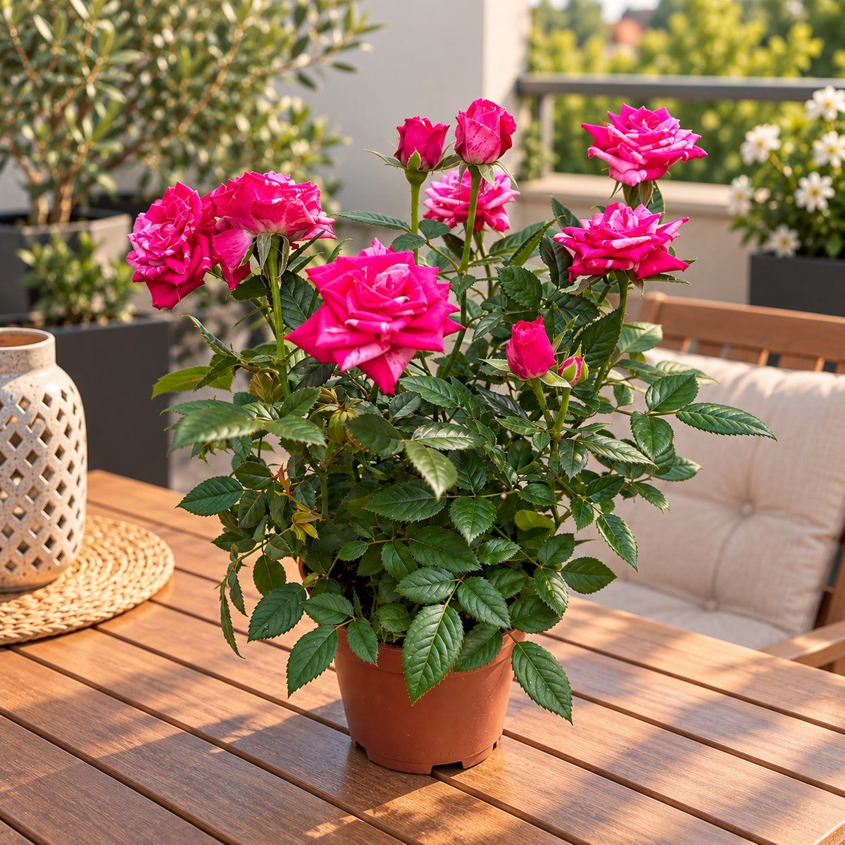 Rosa Twin Colour Star - νάνοι τριανταφυλλιές με δίχρωμα αρωματικά άνθη