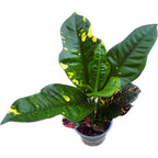 Codiaeum variegatum magnificent