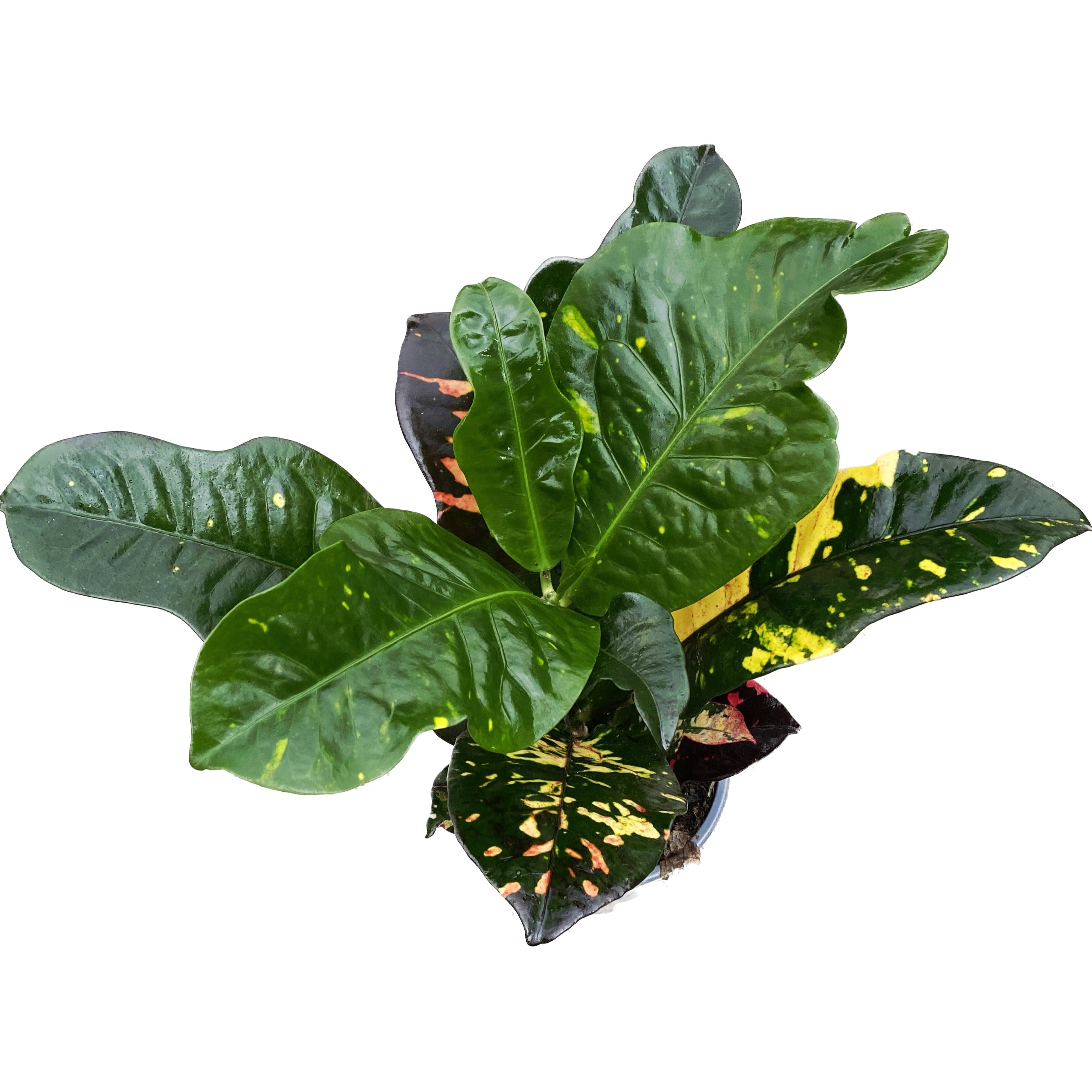 Codiaeum variegatum magnificent