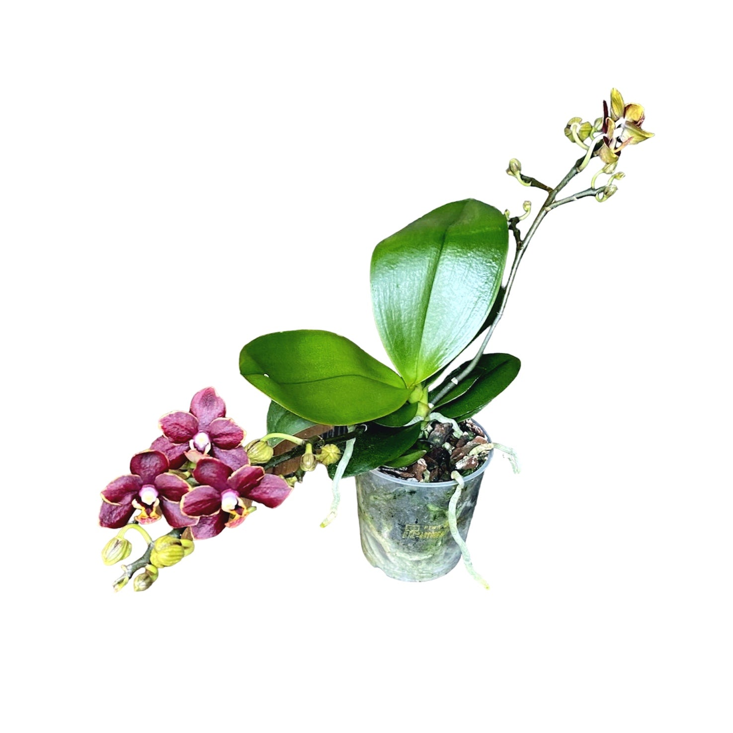 Phalaenopsis Sunrise Red Peoker (Esmee) D9