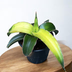 Sansevieria ‘Star Canary’