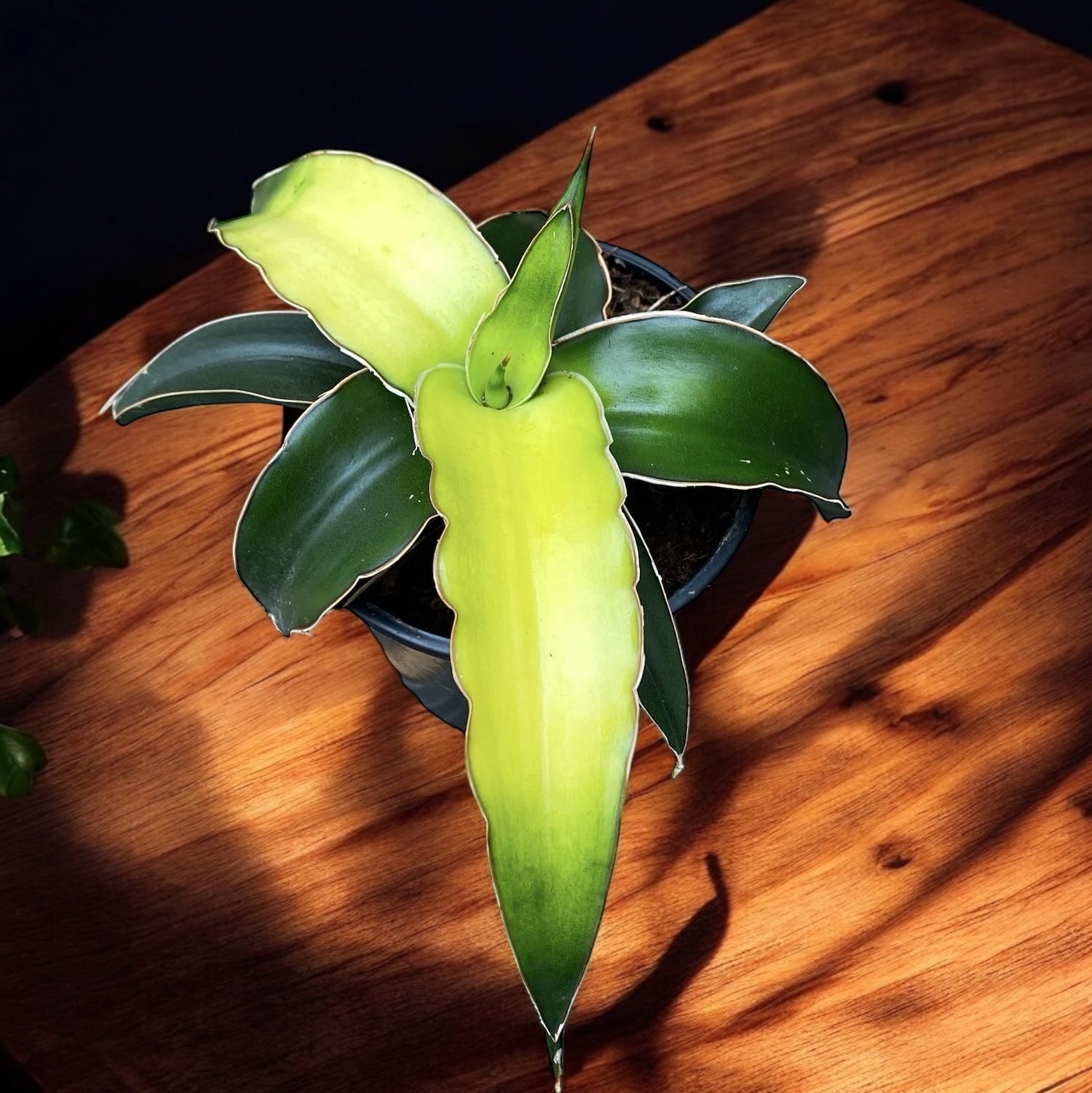 Sansevieria ‘Star Canary’