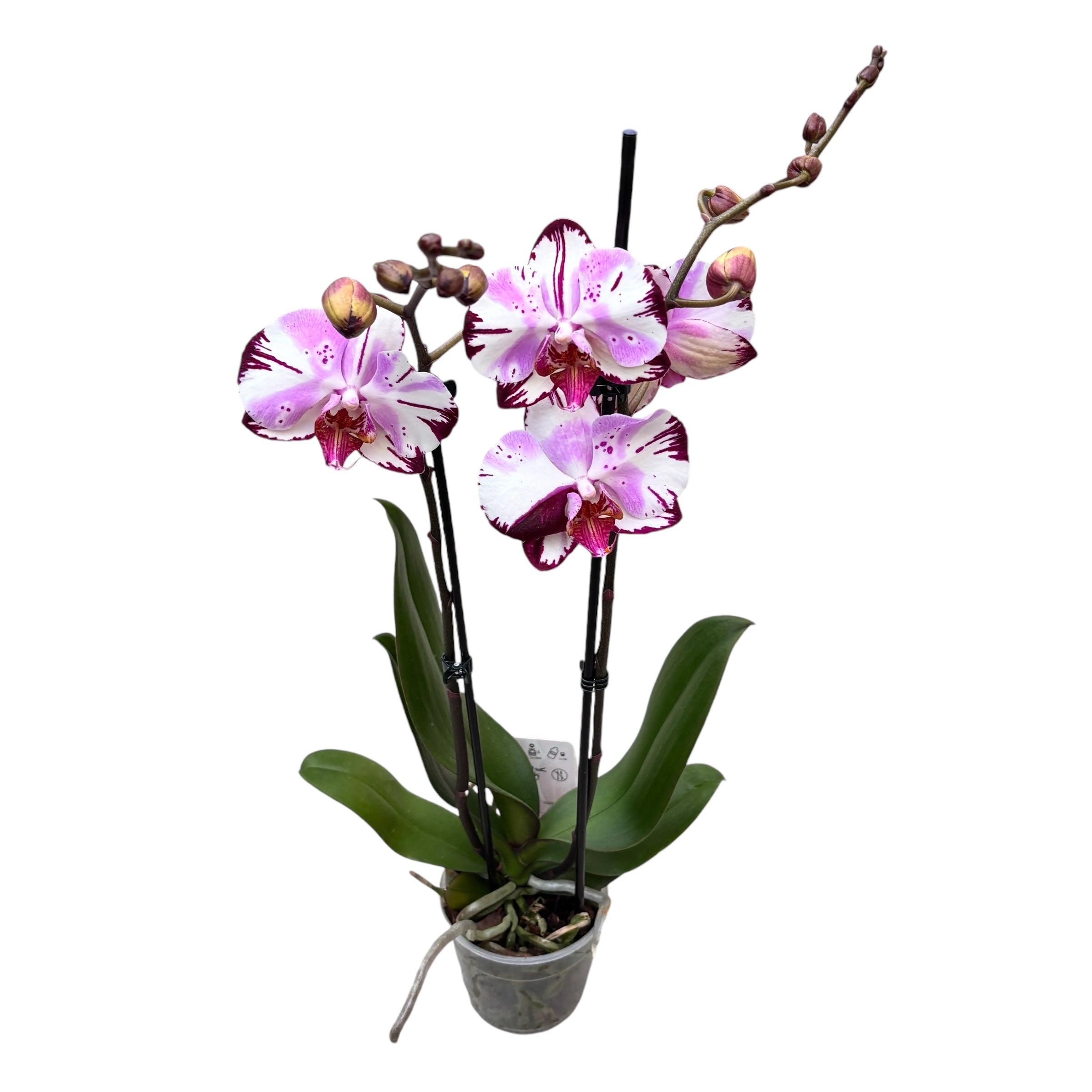 Phalaenopsis Magic Art