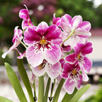 Miltoniopsis  Princess Diana *parfumata