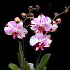 Phalaenopsis Magic Art