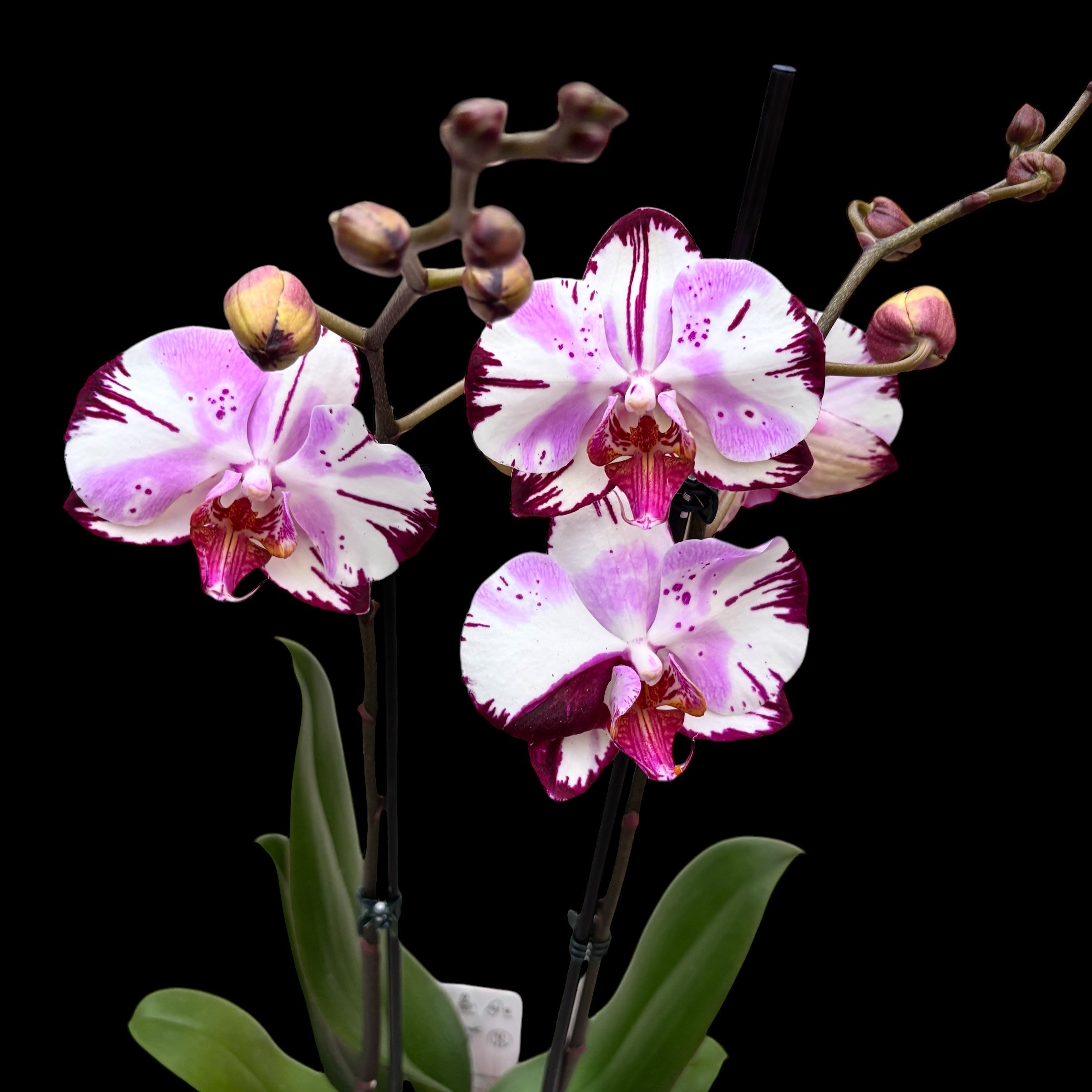 Phalaenopsis Magic Art