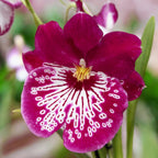 Miltoniopsis Newton Falls *pachnąca