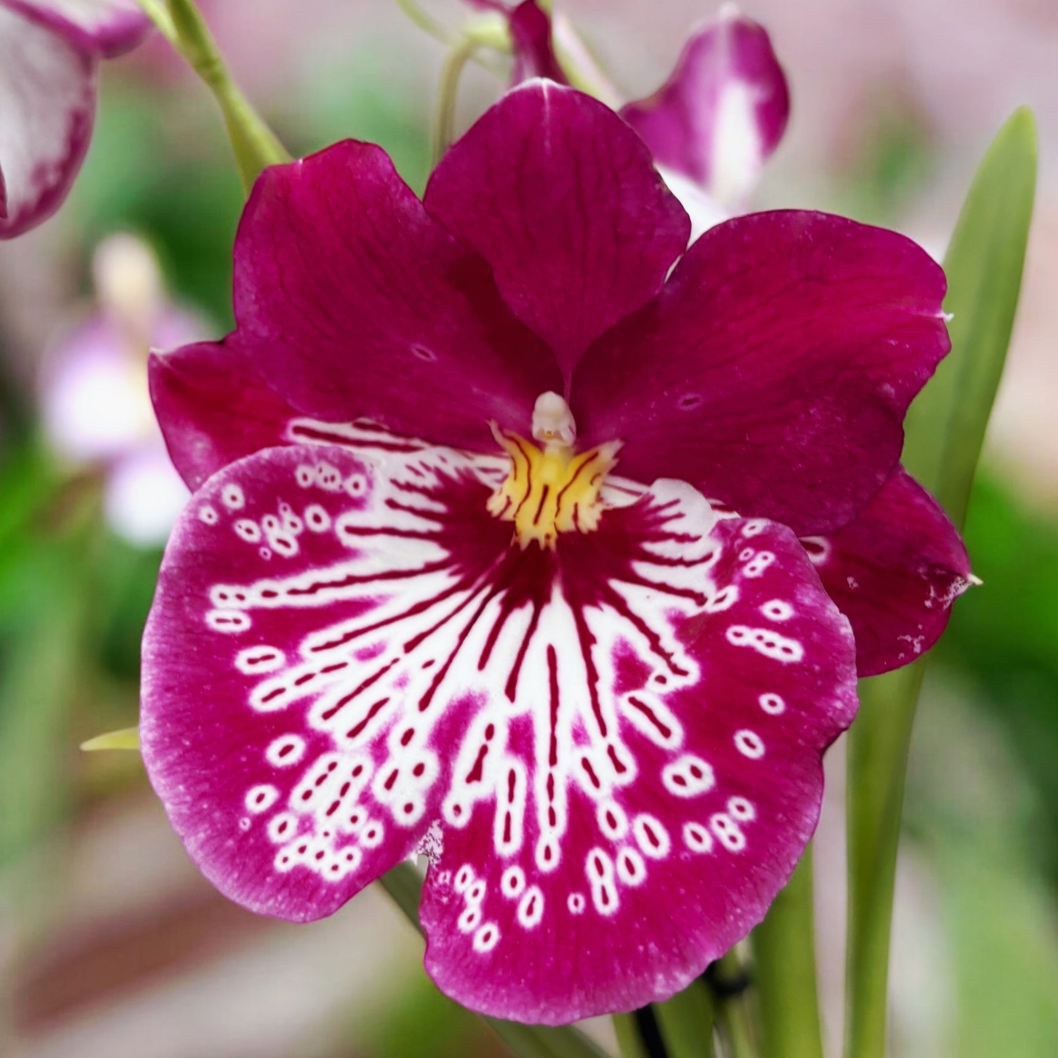 Miltoniopsis Newton Falls *fragrant