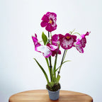 Miltoniopsis Newton Falls *pachnąca