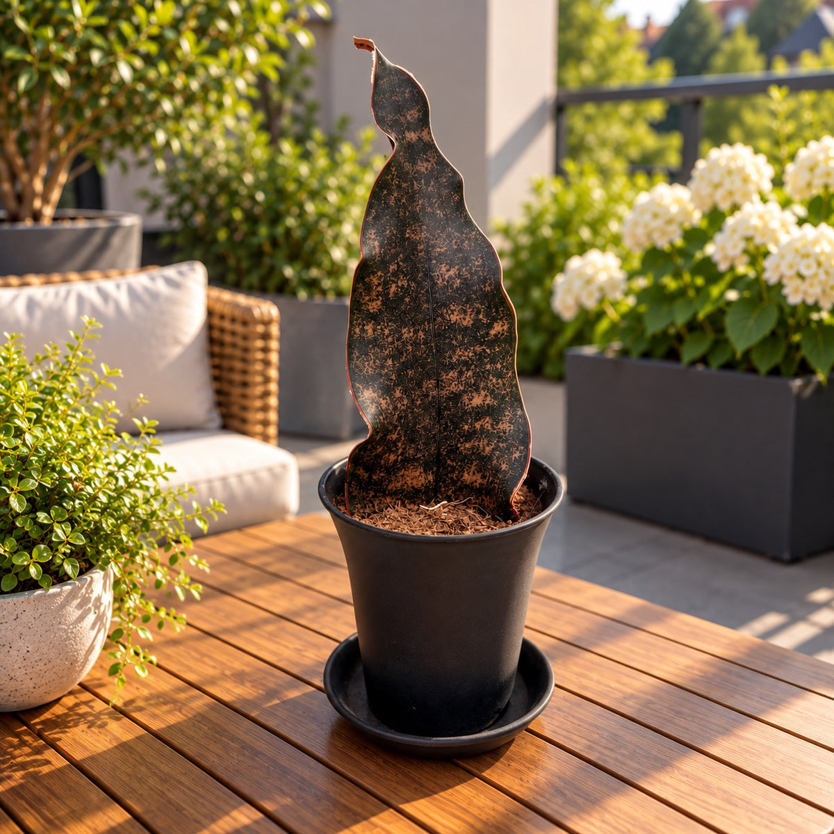 Sansevieria 'Rosy Black' - Sansevieria dal fogliame molto scuro e riflessi bronzo-rossastri