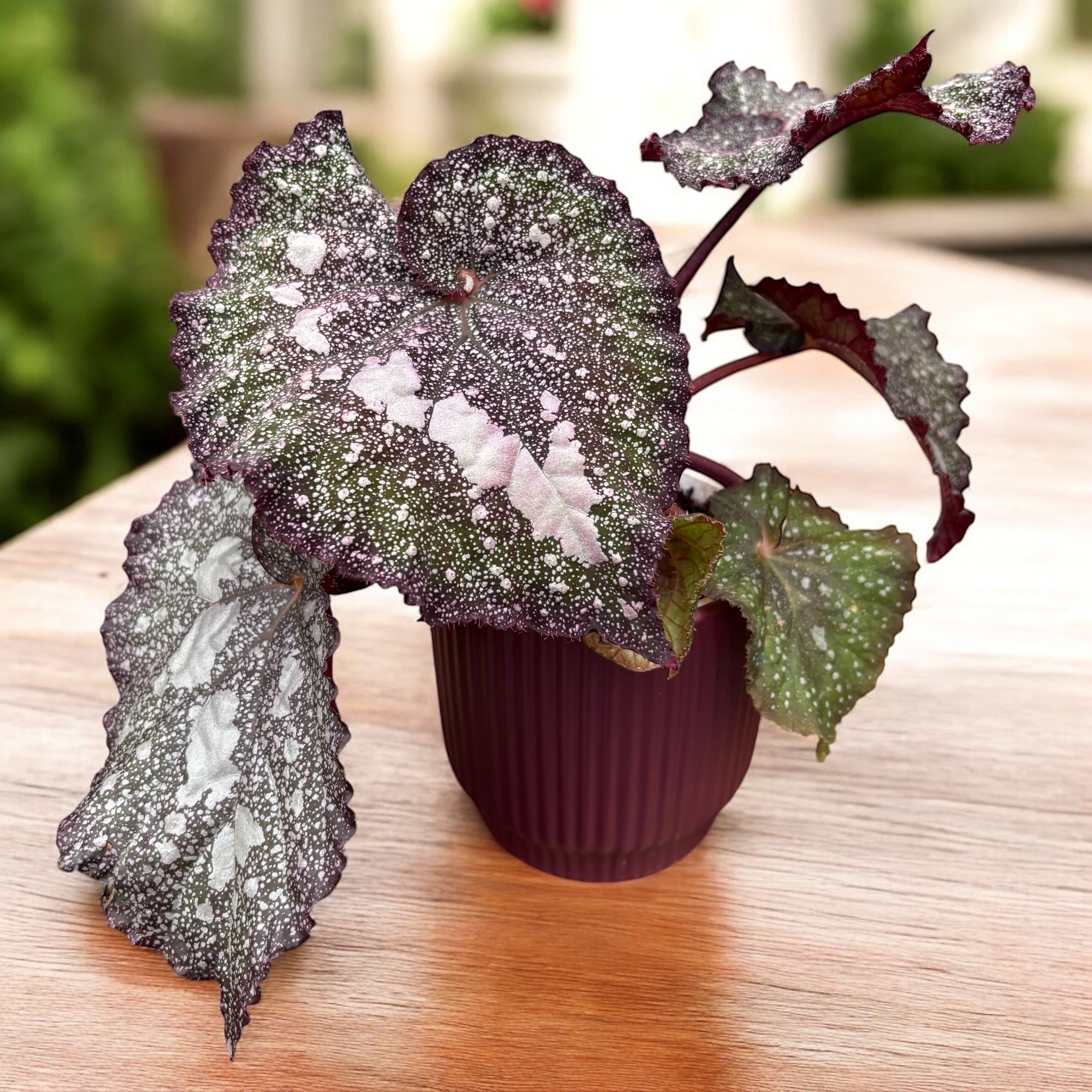 Exotic indoor begonias – Secret Garden Plant Shop