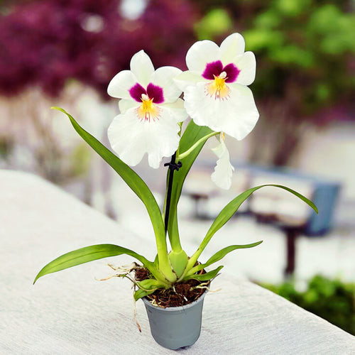 Miltoniopsis Herr Alexander - parfumata