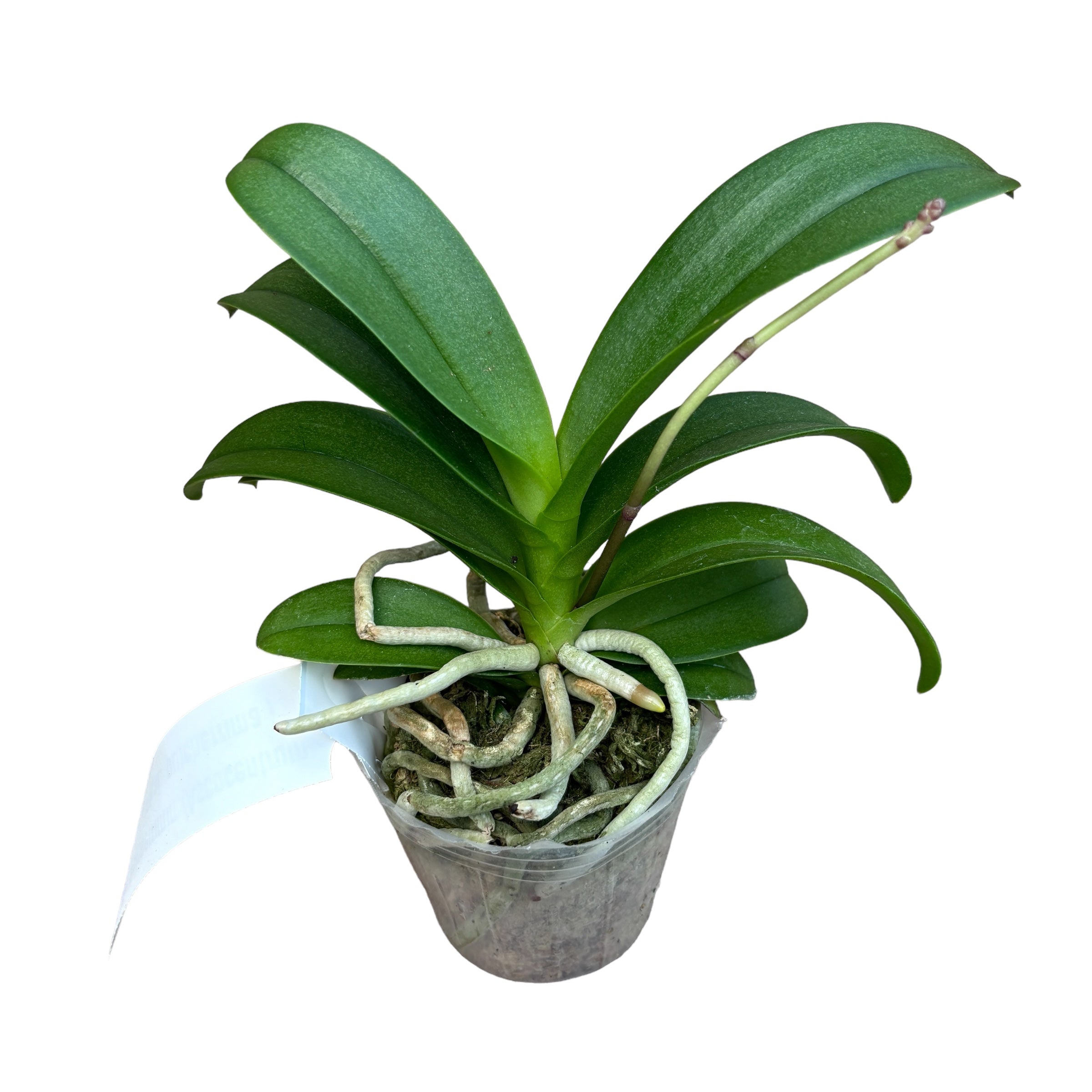 Vdnps. Pulcherrimin (Ascocentrum miniatum × Phal. pulcherrima)