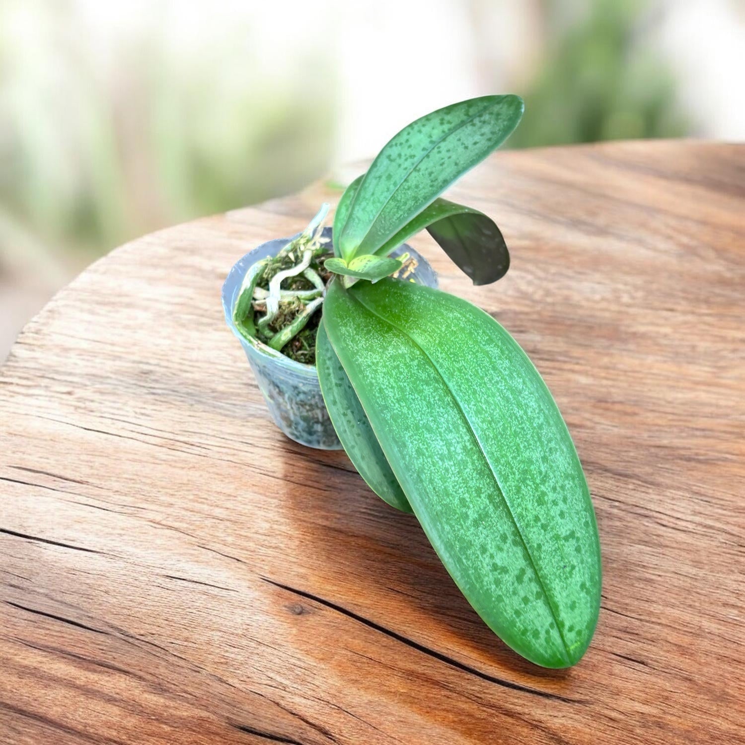 Phalaenopsis Veitchiana (Phalaenopsis equestris x Phalaenopsis schilleriana)