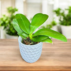 Phalaenopsis Equalacea 'Smurf'