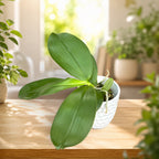 Phalaenopsis Meidarland Kaiulani 'Thief' - parfumata