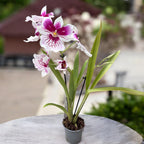 Miltoniopsis especial