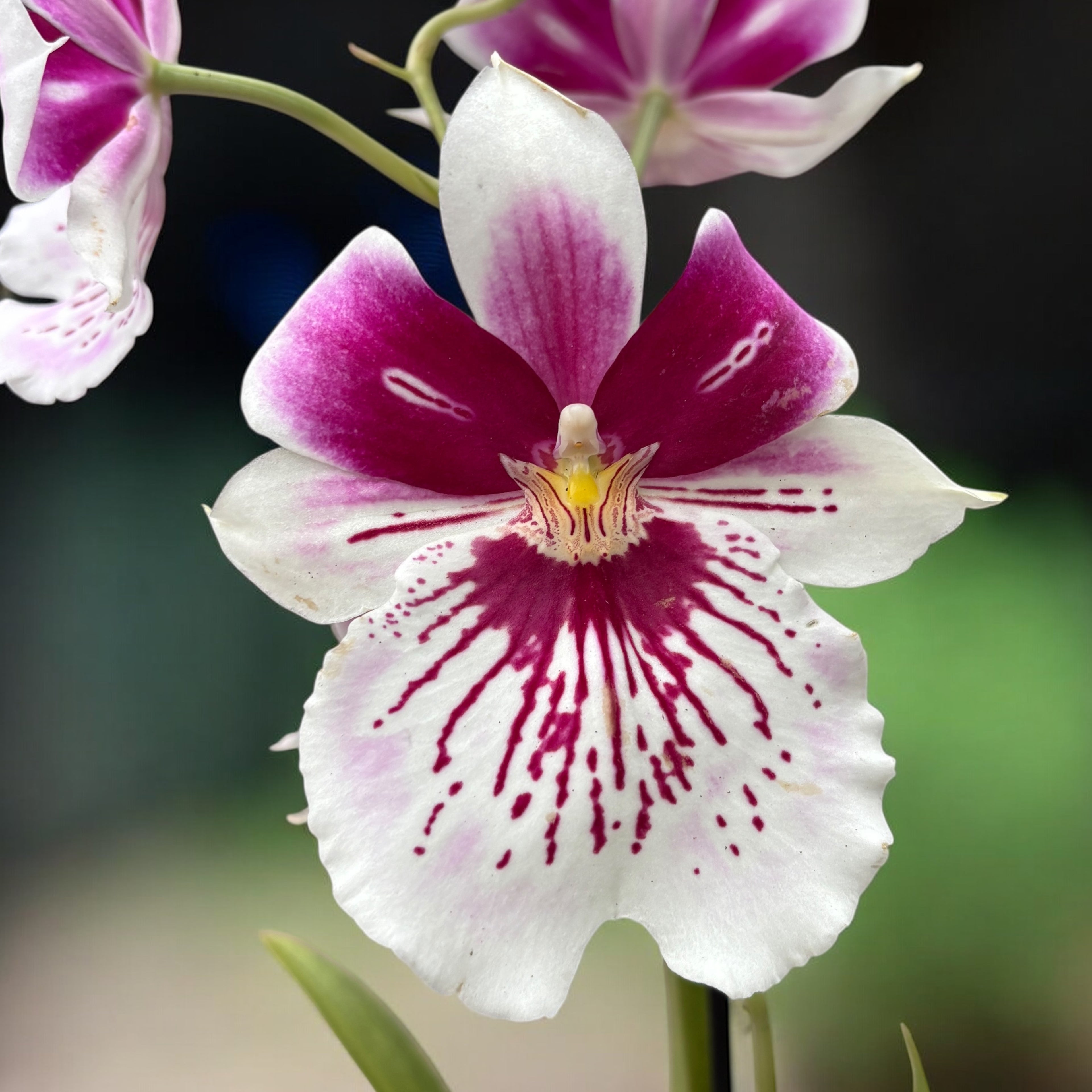 Miltoniopsis speciala