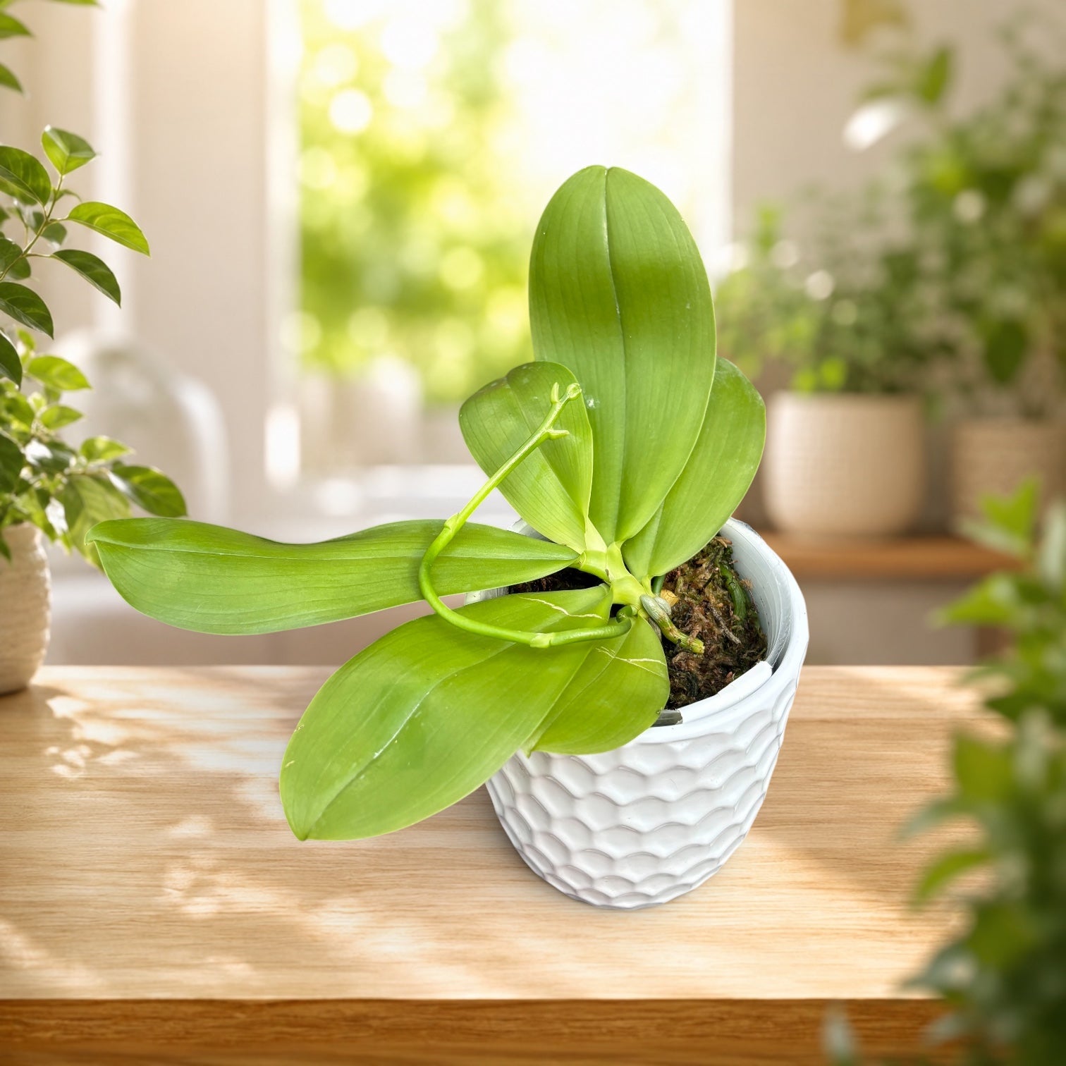 Phalaenopsis speciosa 'YL136'