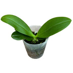 Phalaenopsis Yuan Shan Sweet Girl - fragrant flowers