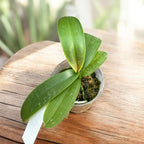 Phalaenopsis stuartiana var. nobilis '915'