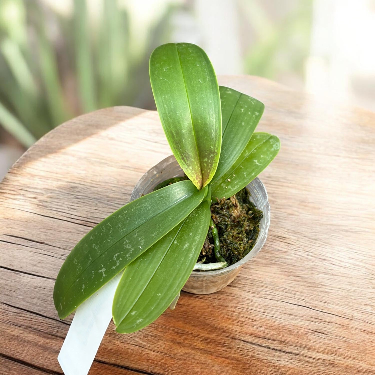 Phalaenopsis stuartiana var. nobilis '915'